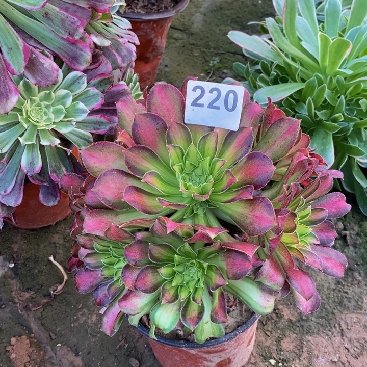 220韶华手捧多肉