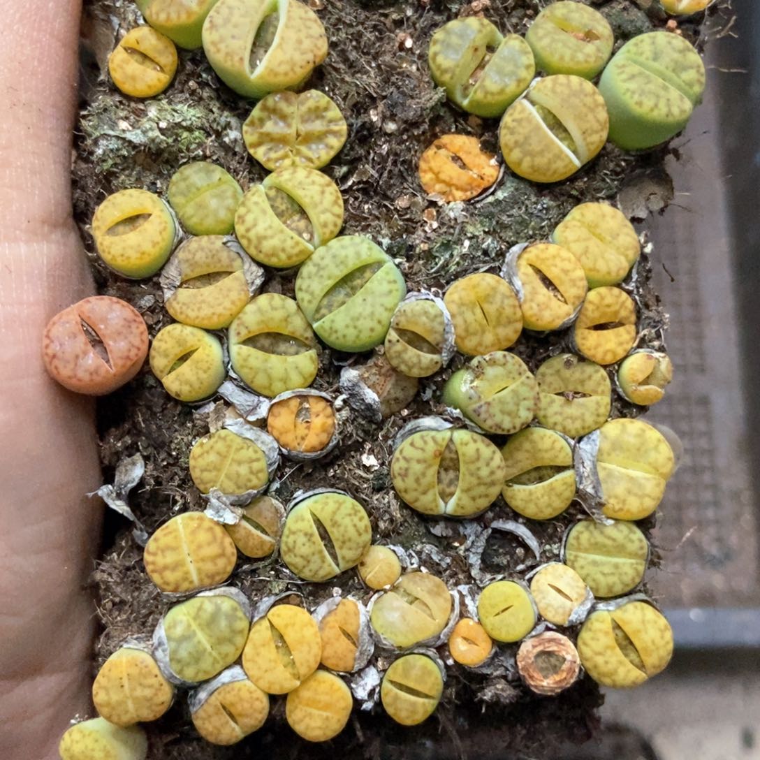 8205黄明玄切糕瑕疵