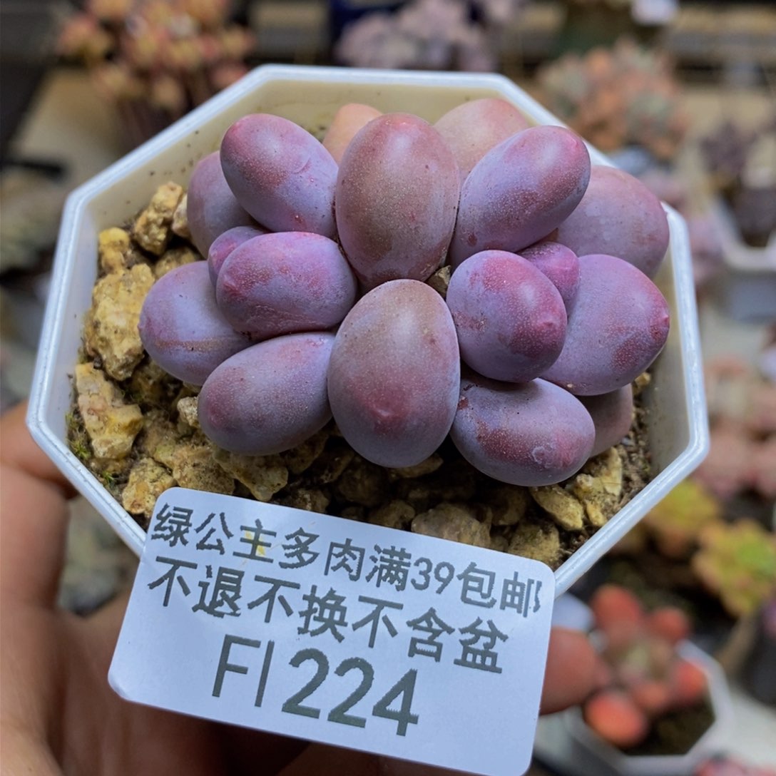 224糖豆奶多肉4cm