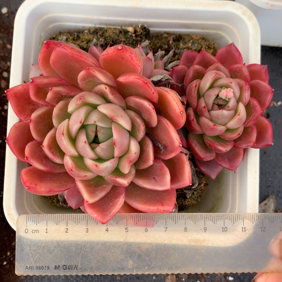 1625杂交多肉植物