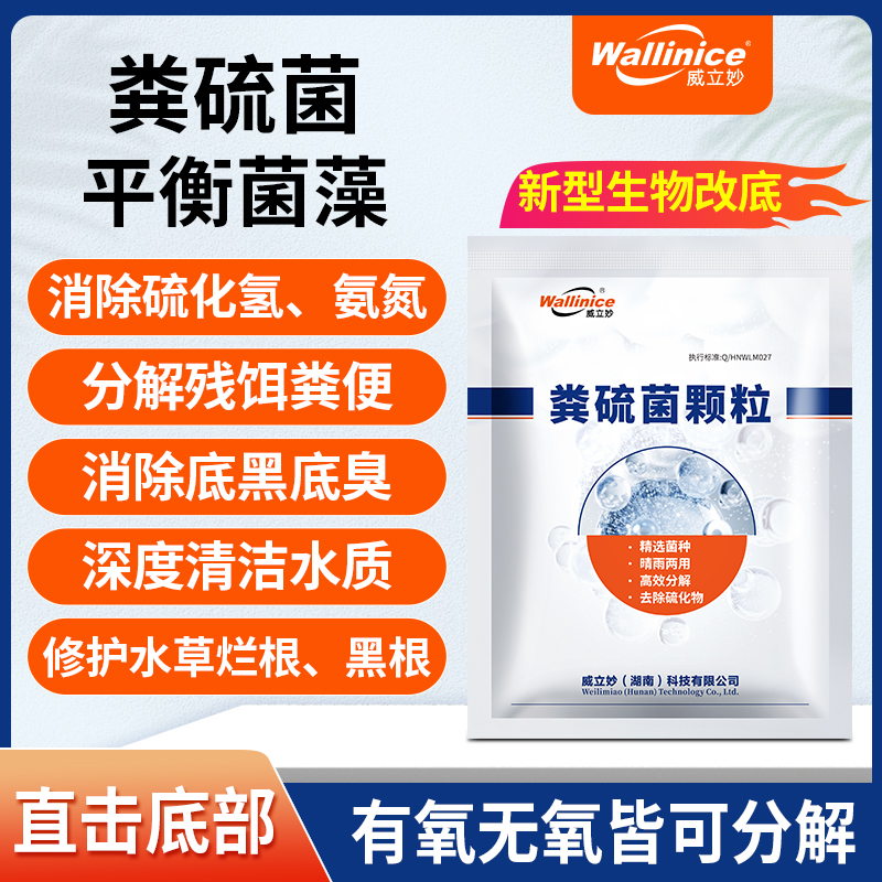 粪硫菌生物改底平衡菌藻消除氨氮亚盐底黑臭水草烂根黑根分解残饵
