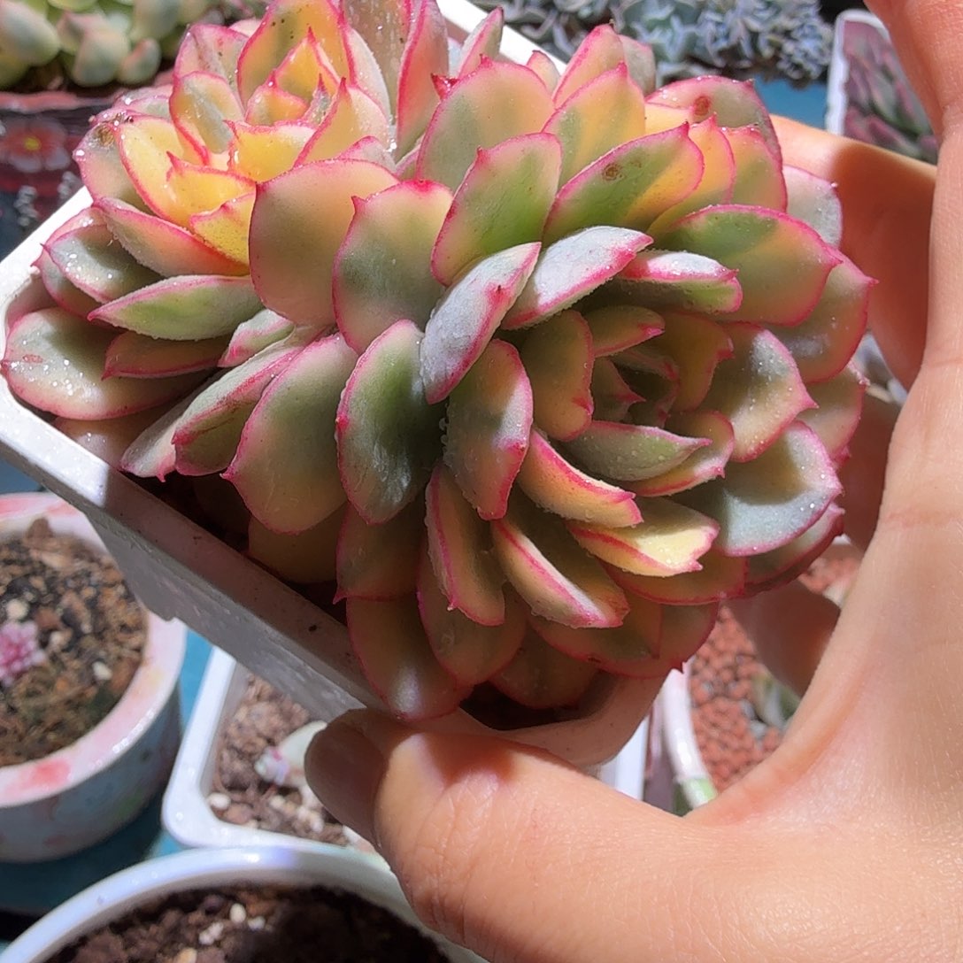 般若锦底座多肉植物