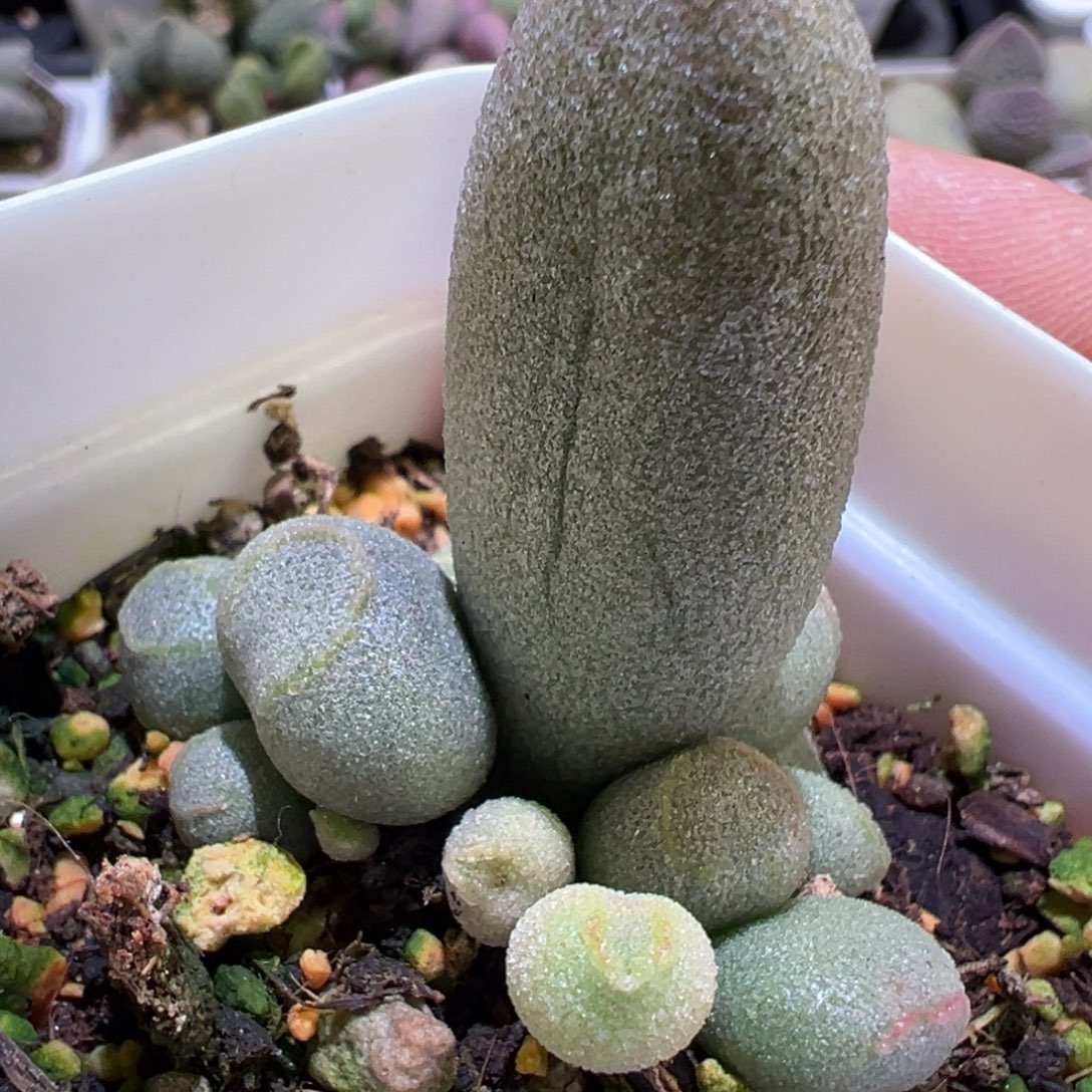 冰晶哈密瓜大苗多肉植物水泡