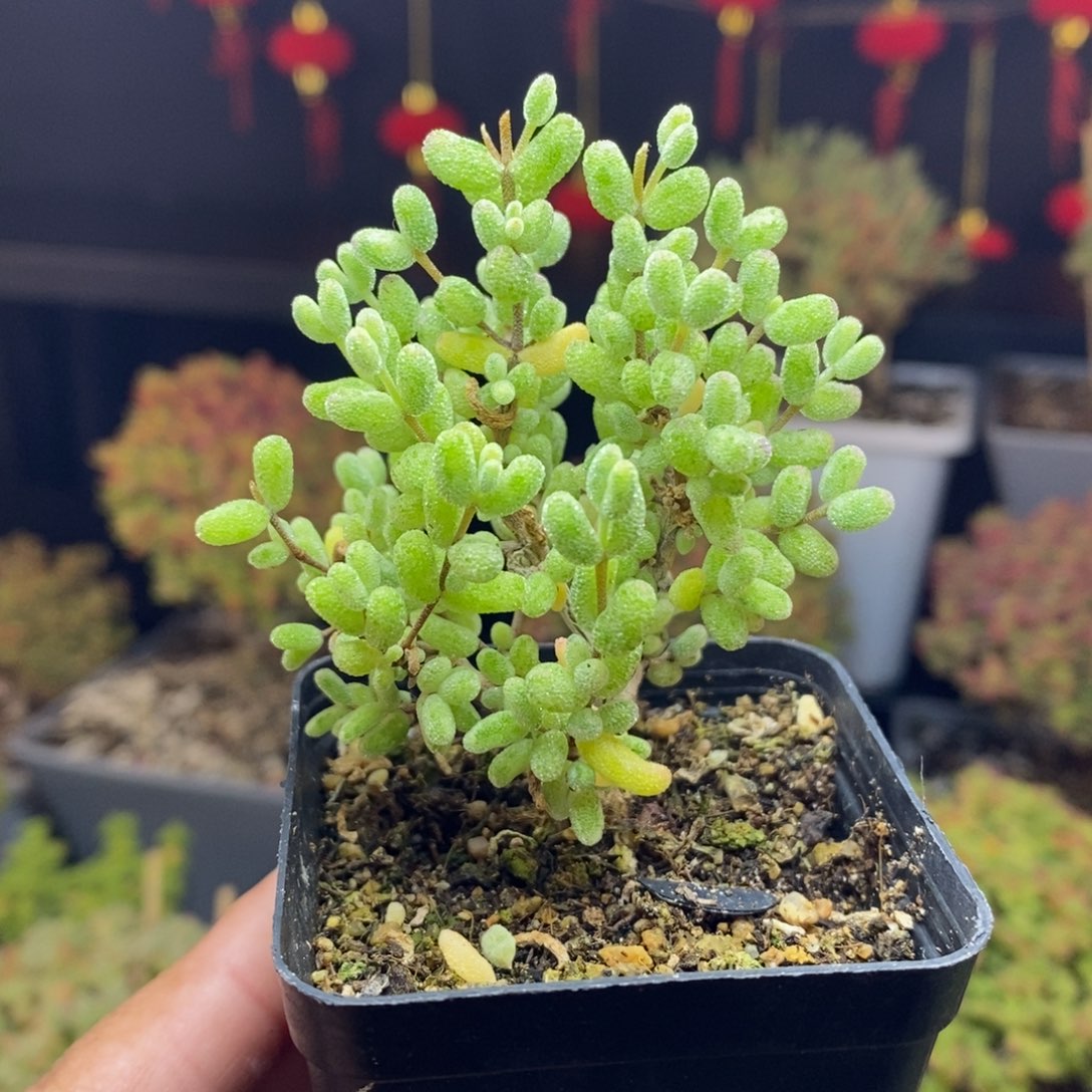 188号糖球锦枝干多肉