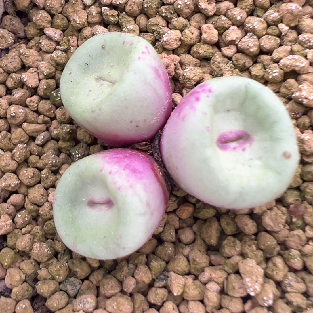 514号se开播福利。    