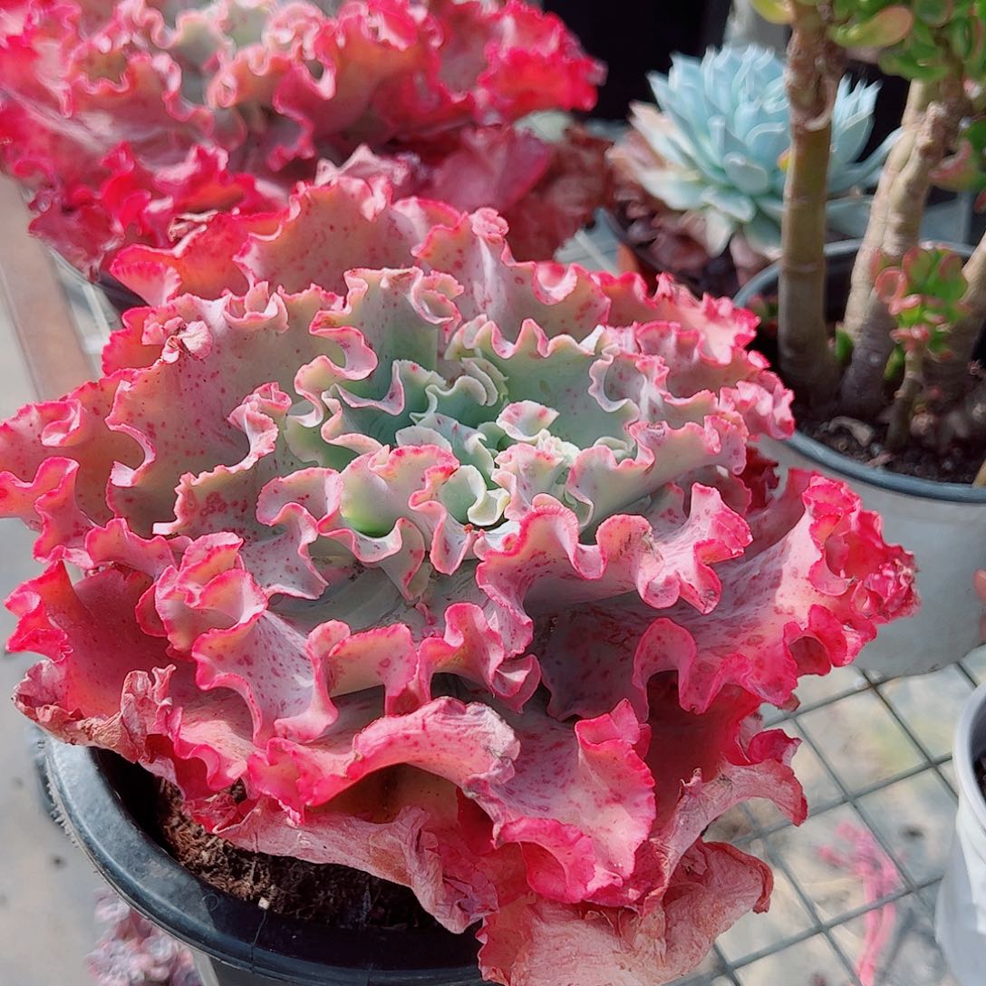 高沙之翁特大大单头精品