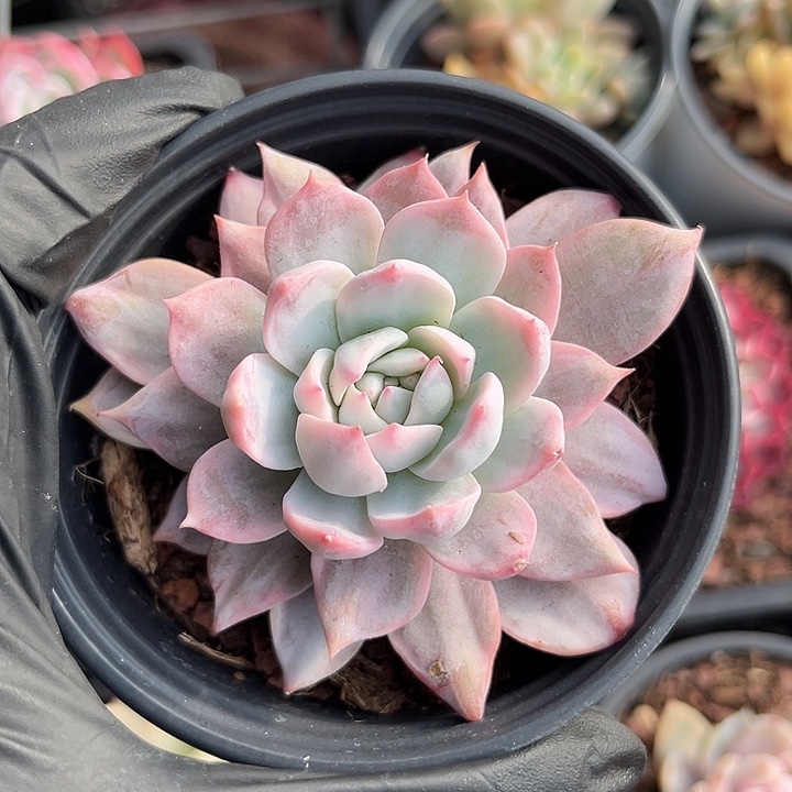 粉蓝鸟锦石化多肉植物