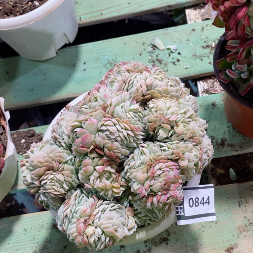 【闪购商品】香妃月影缀0844