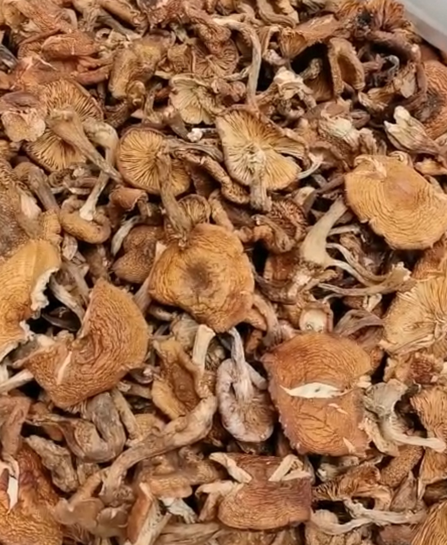 榛蘑 野生蘑菇无根免摘