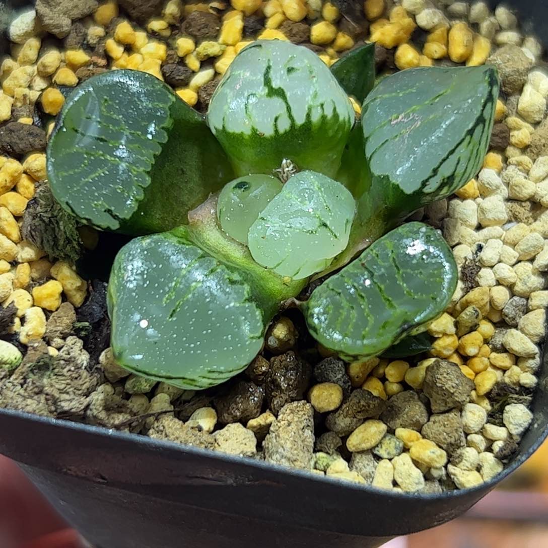 魔晶球十二卷多肉植物满