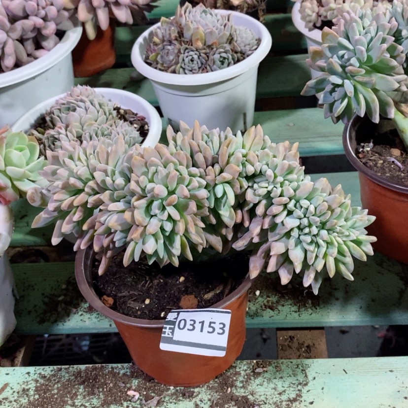 【闪购商品】淡雪缀03153