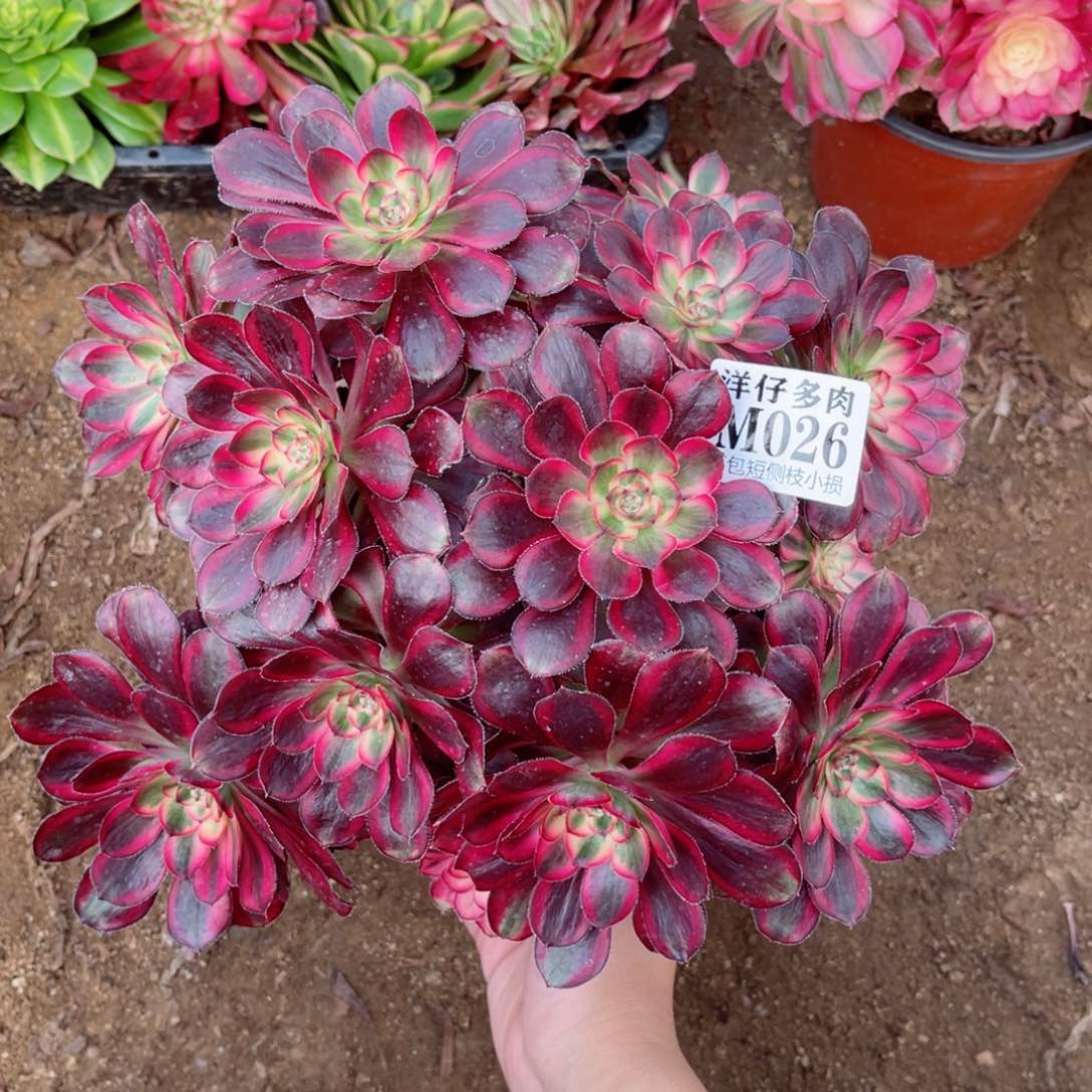 026丽娜 冠幅25左右