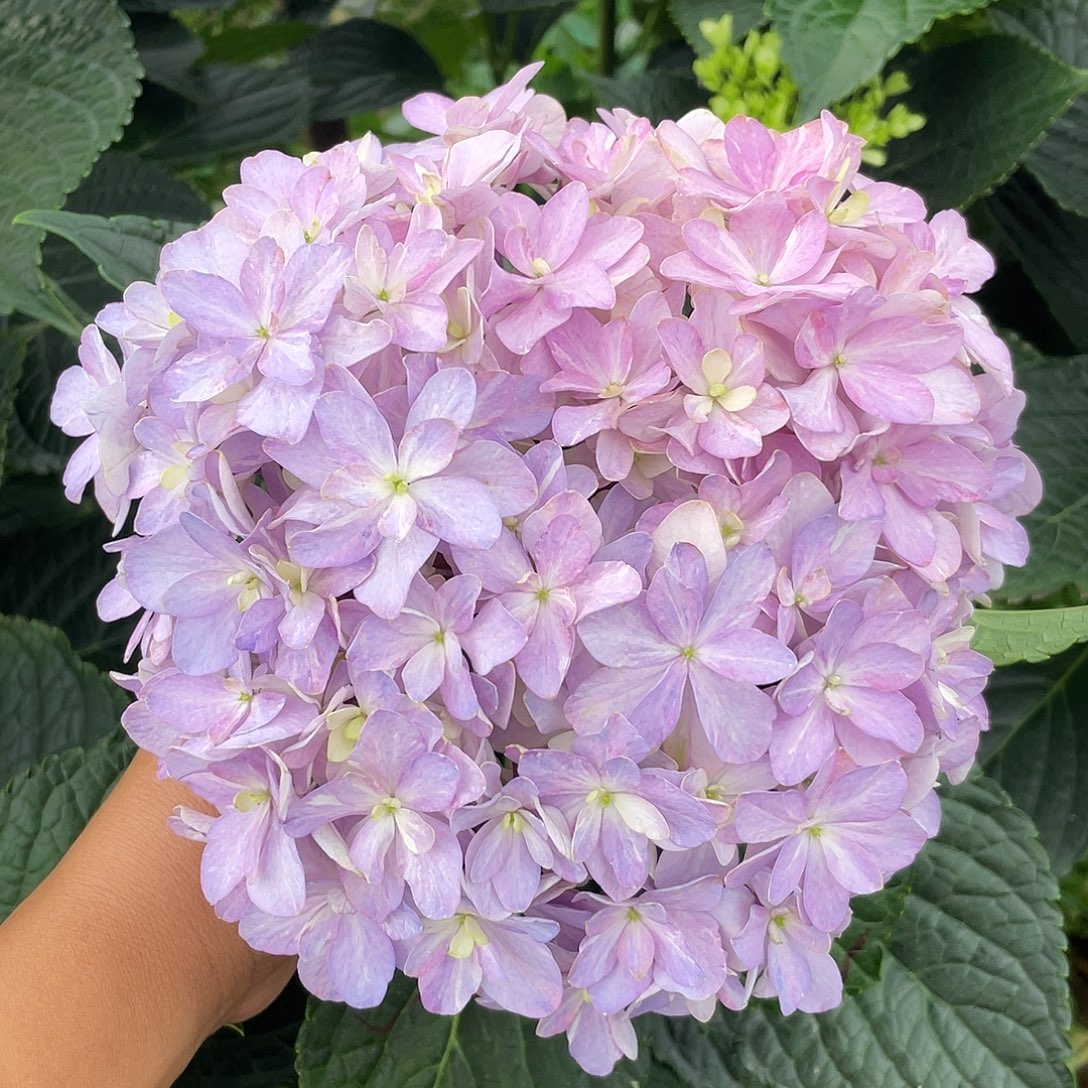 绣球切花一物一拍3枝起包邮，119