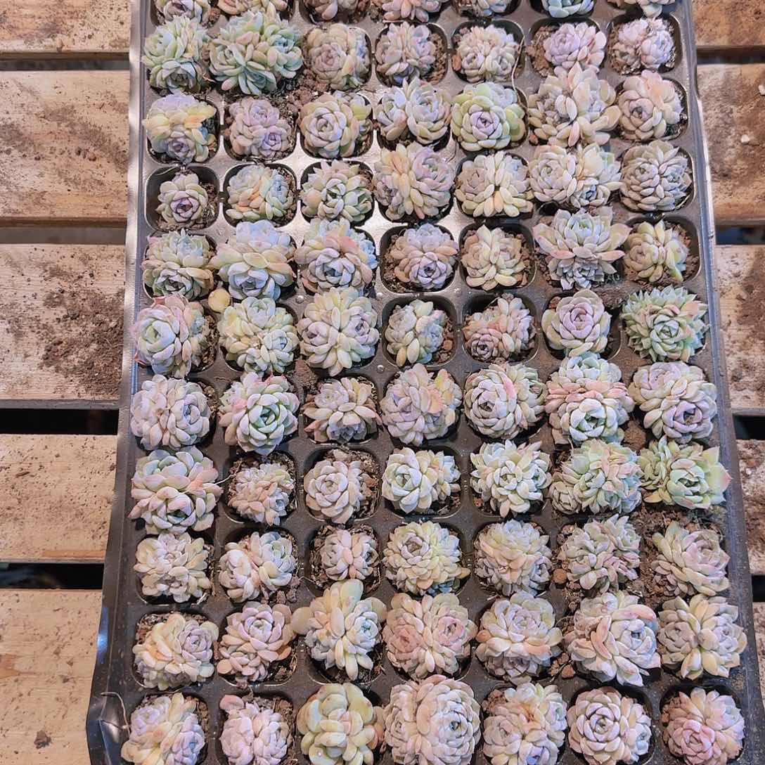 直播一物一拍多肉61