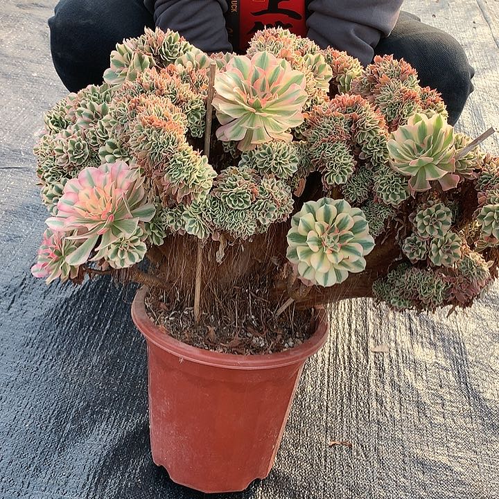 元***子女巫朵朵寄养不发货啊