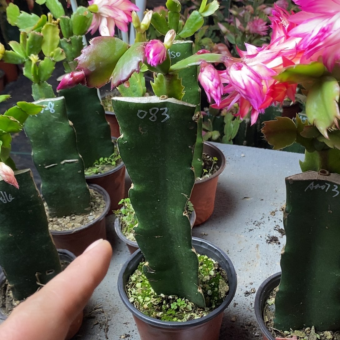 阿***波全部花朵083嫁接福利