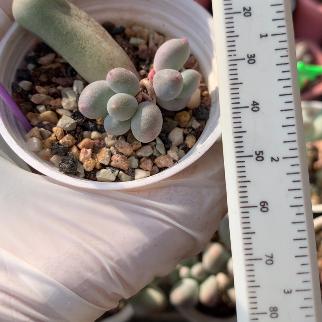 米可奶酪多肉米可奶