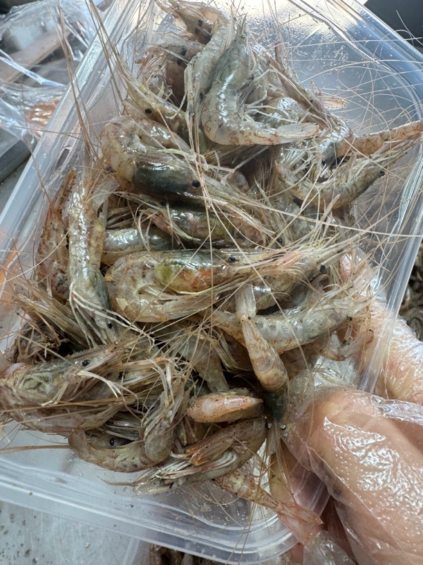 吕四野生红莽子 红毛虾 时令产品顺丰江浙沪皖包邮