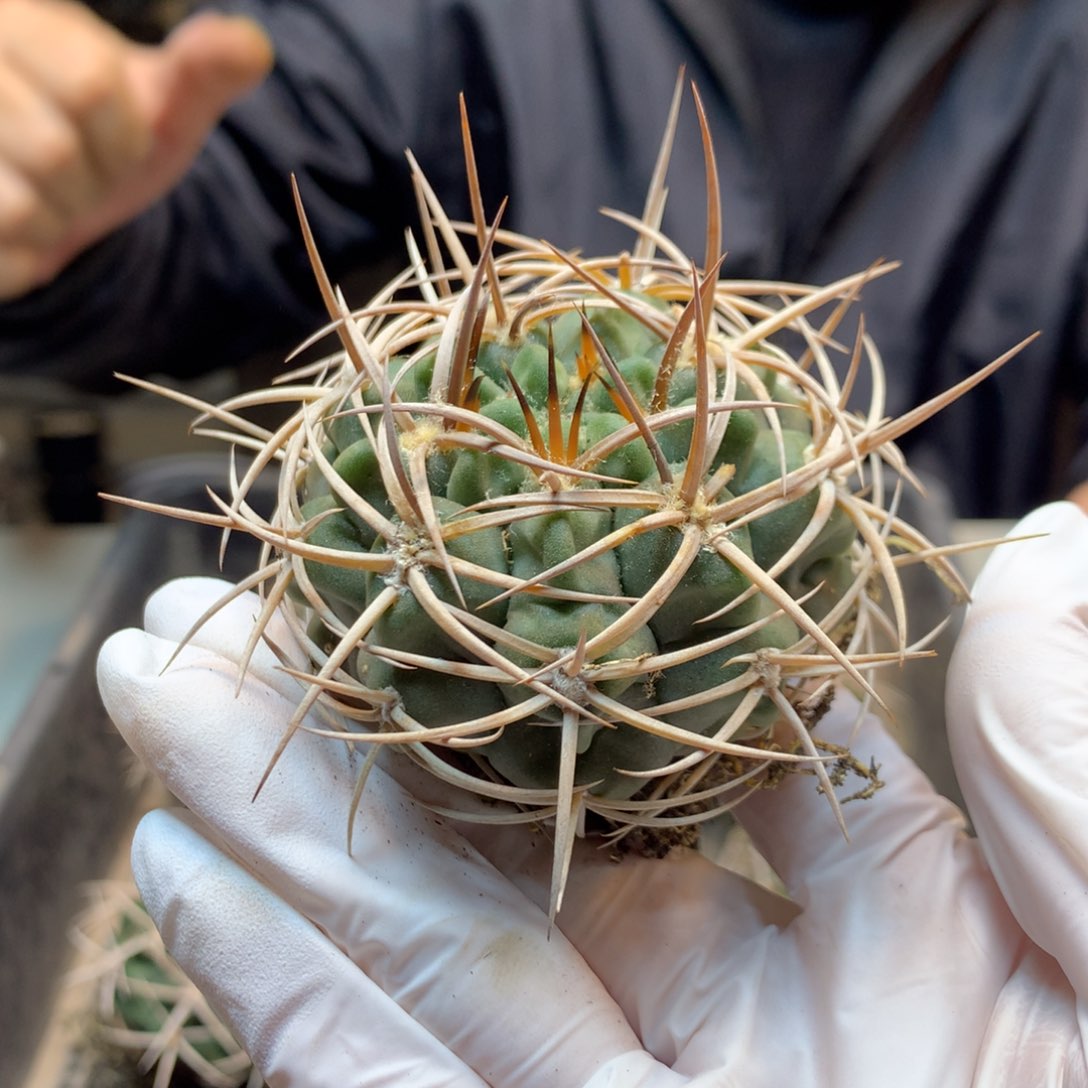     实生  强刺碧岩玉 7公分起发