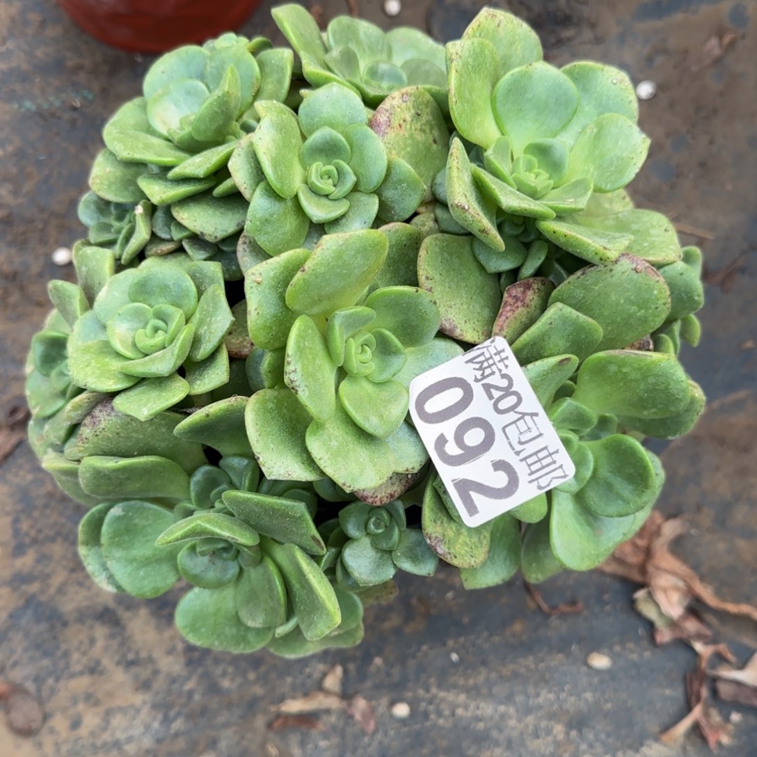 百合丽丽092满20包邮断枝不包