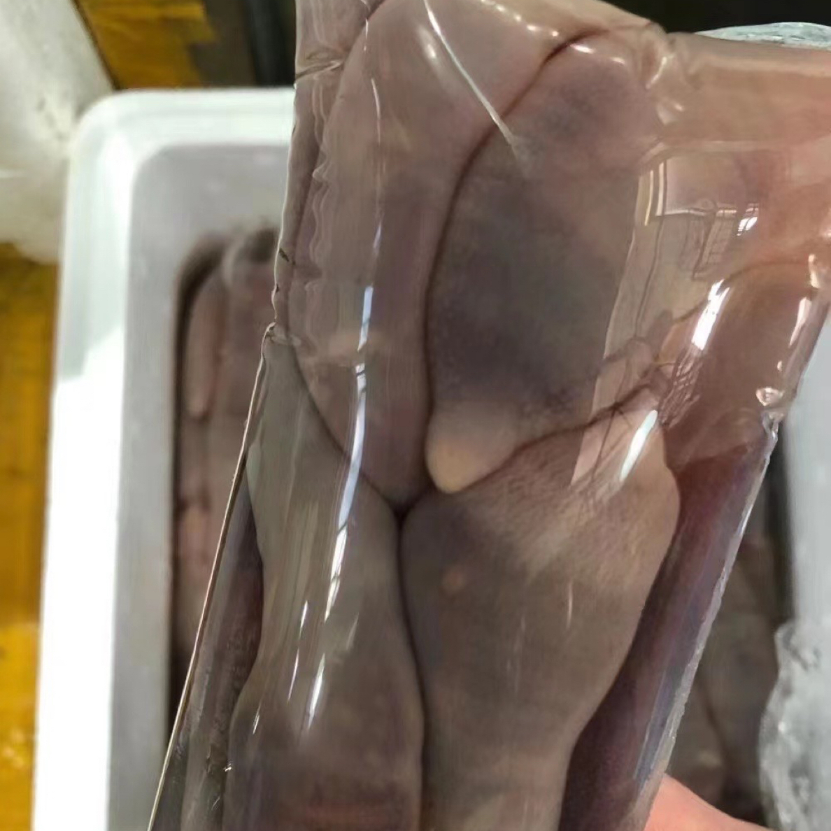 鲜活大连海肠每袋