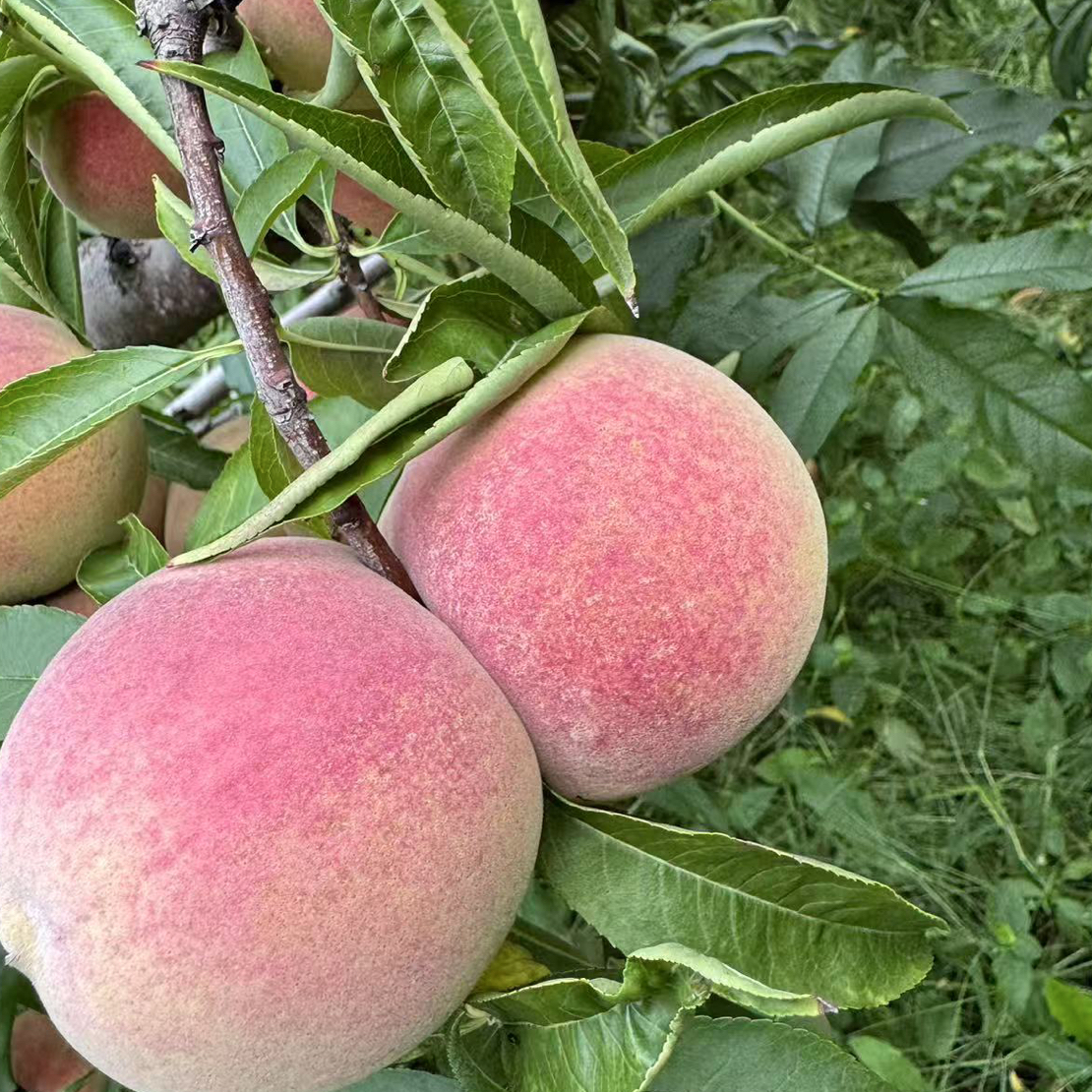 【宠粉福利】山东冬桃现摘现发原产地青州蜜桃小冬桃