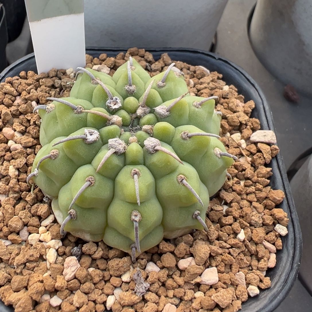 278实生根一本刺多肉植物带盆土