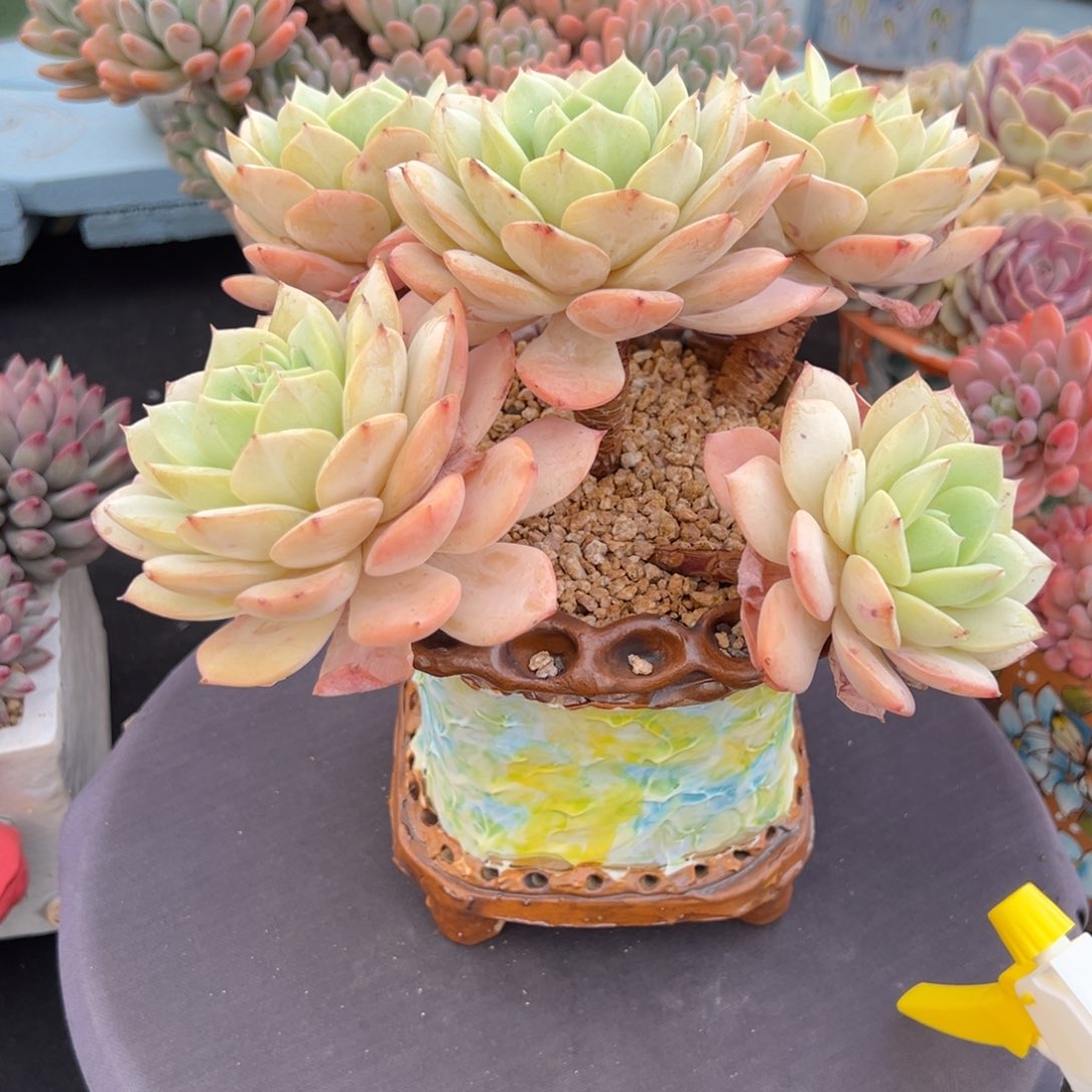 帅**猪恋曲带盆      发货