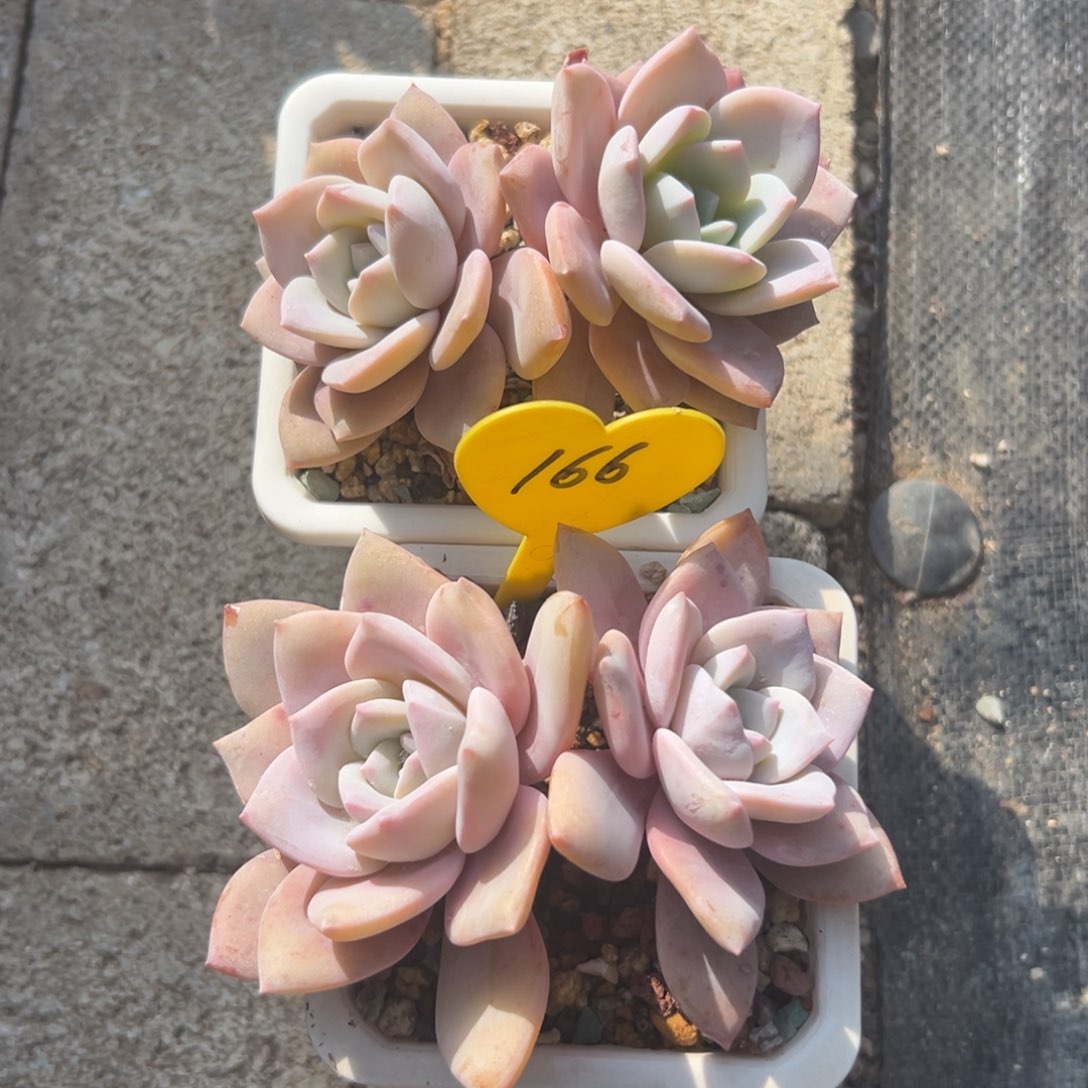 美****?多肉植物一物一拍