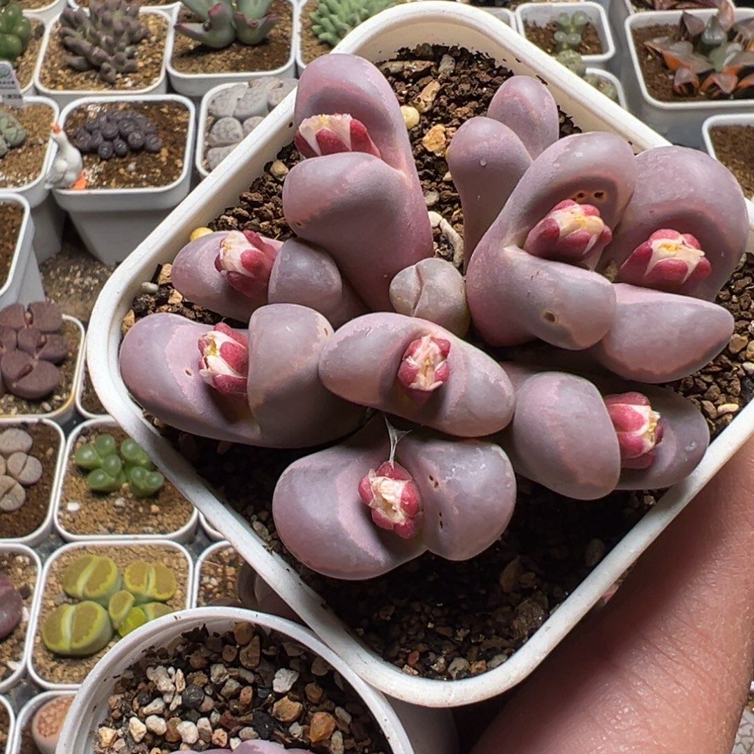 *****多肉植物10年➕多肉植物