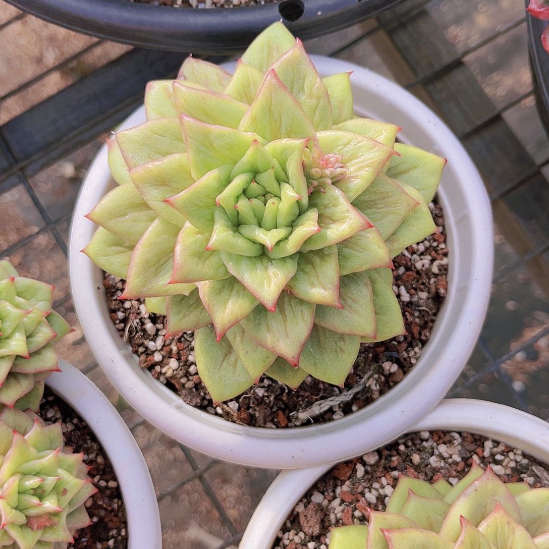 林肯11公分999899999