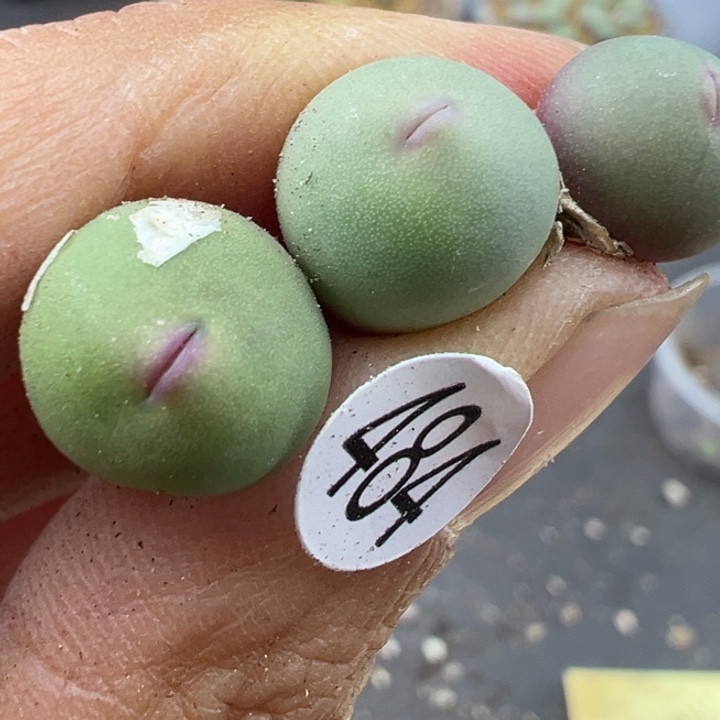 484号这颗多肉有点好看