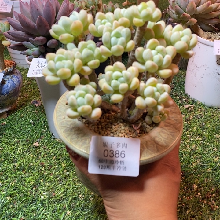 劳尔0386 不满68请拍冷链