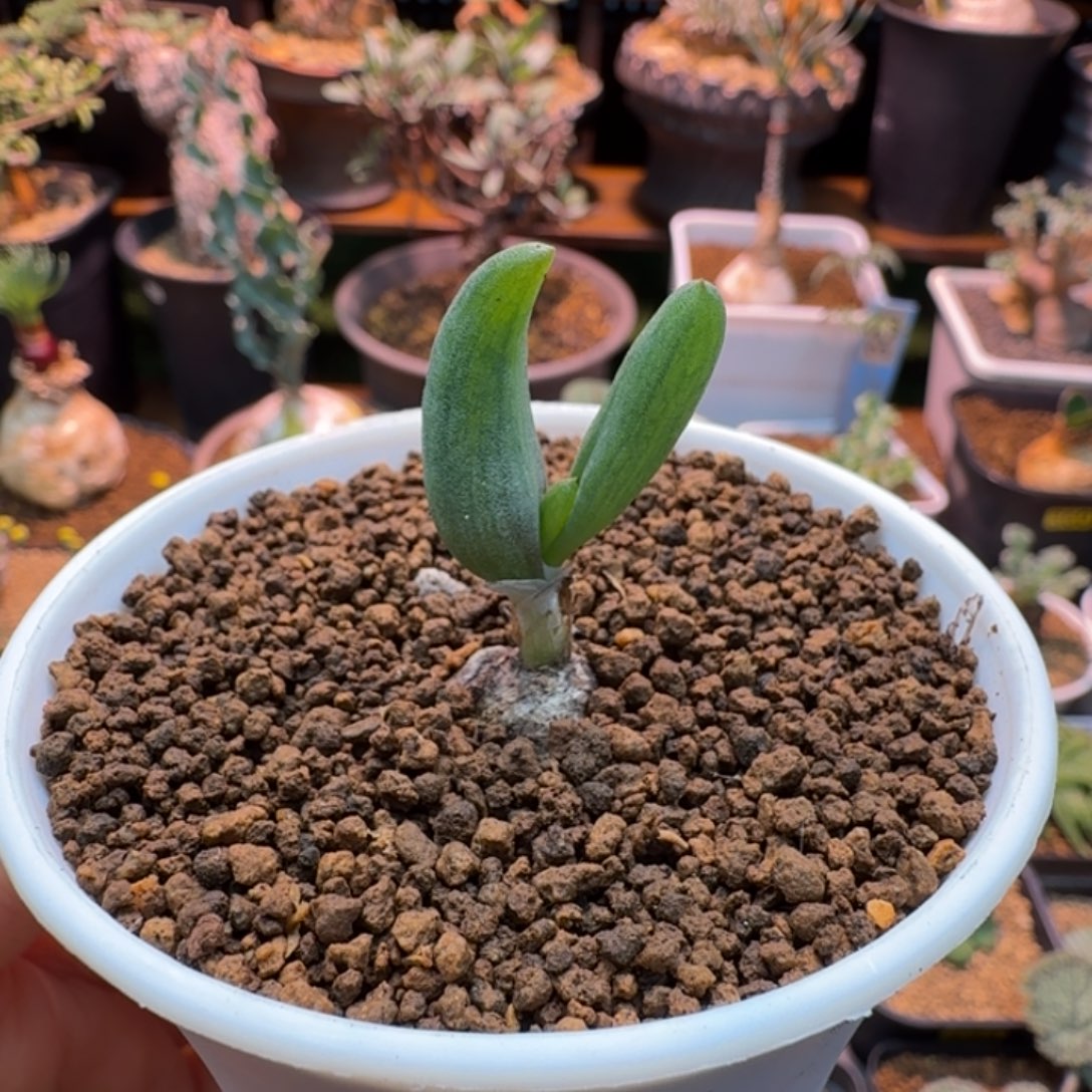 磷芹属不知名仙人掌