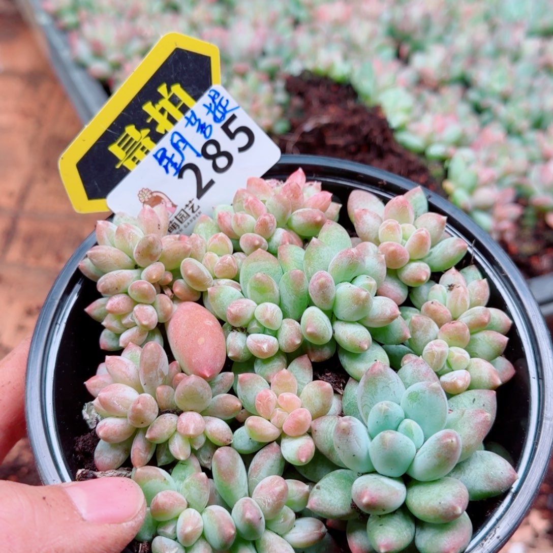 多肉植物多肉植物