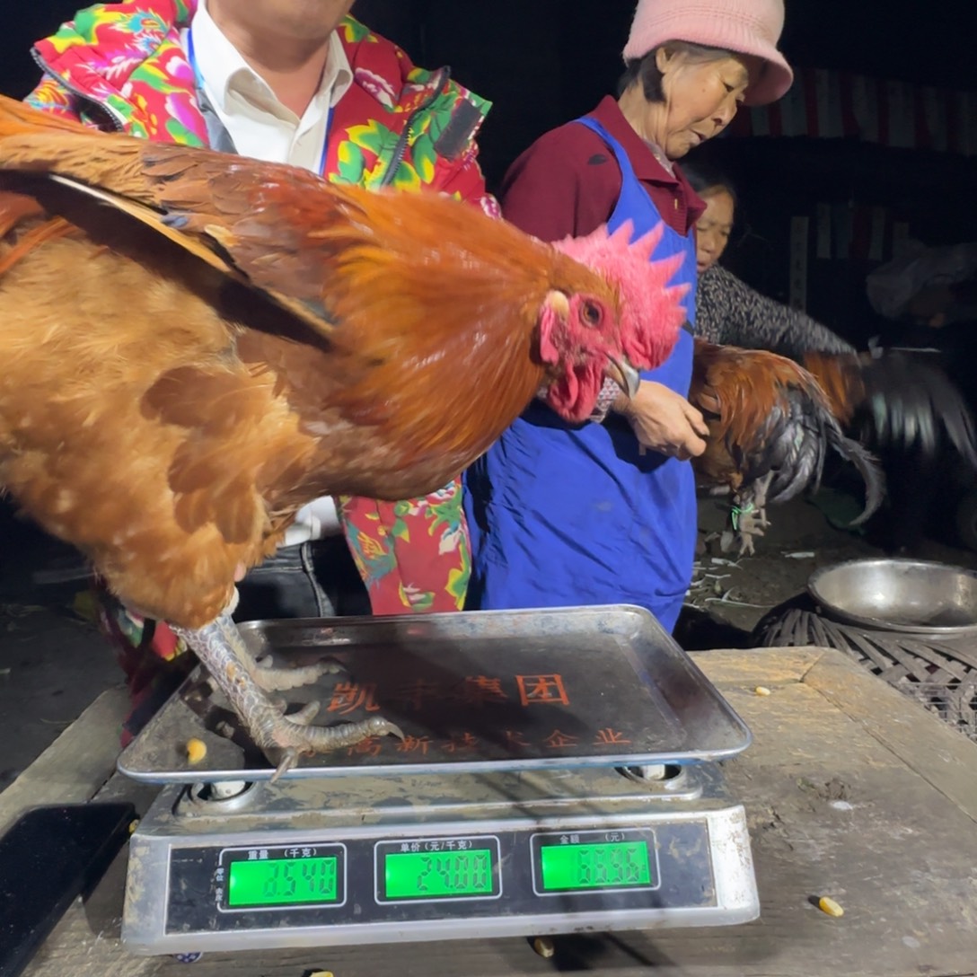 红瑶鸡农村土鸡680277