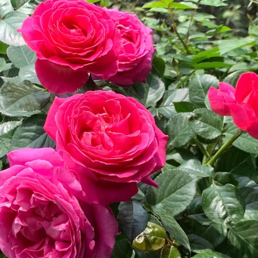 玫瑰大叔 特拉方特 灌木勤花大花直立性好耐热耐开 庭院阳台种植