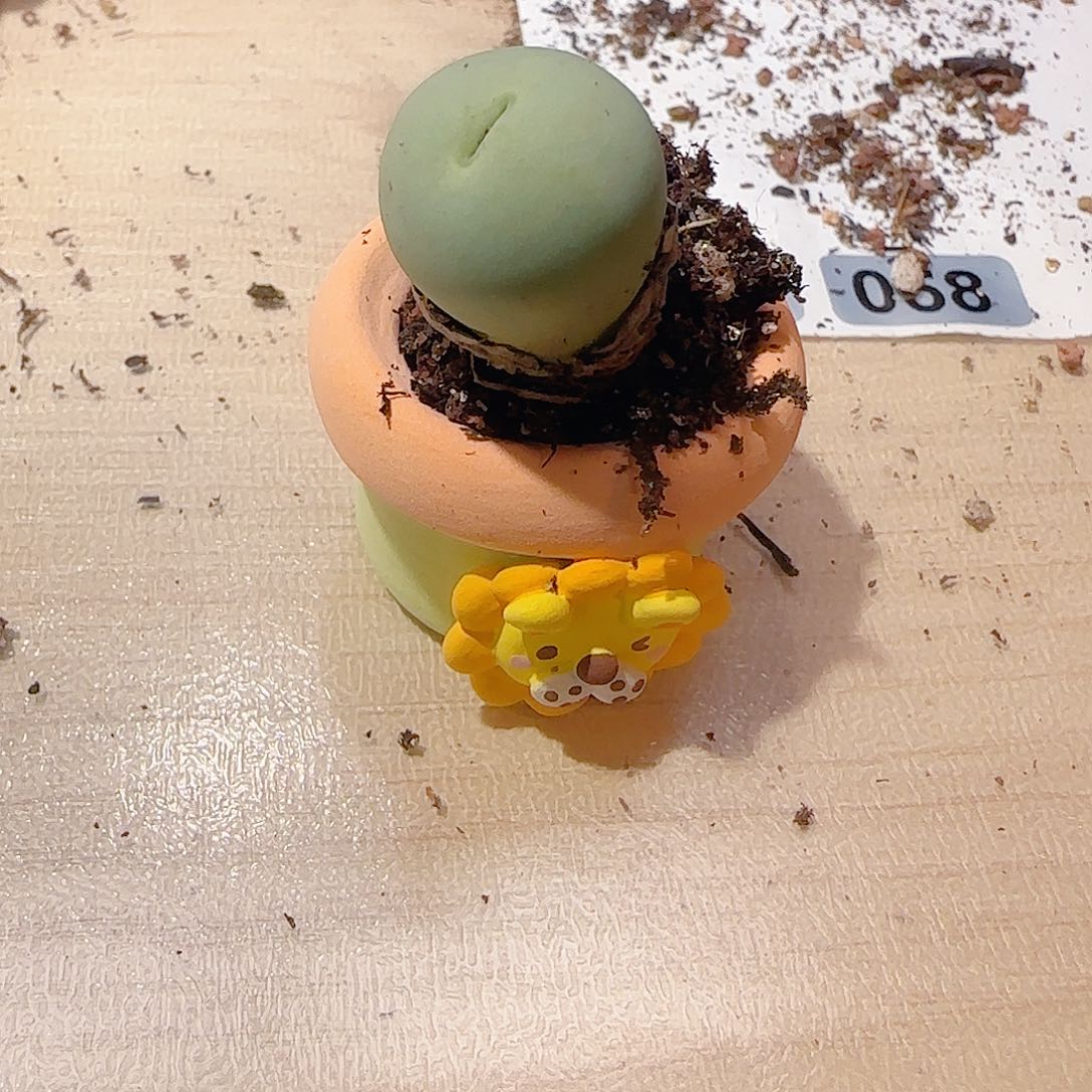 鱼***溪T鸽子蛋种好盆口2.5cm