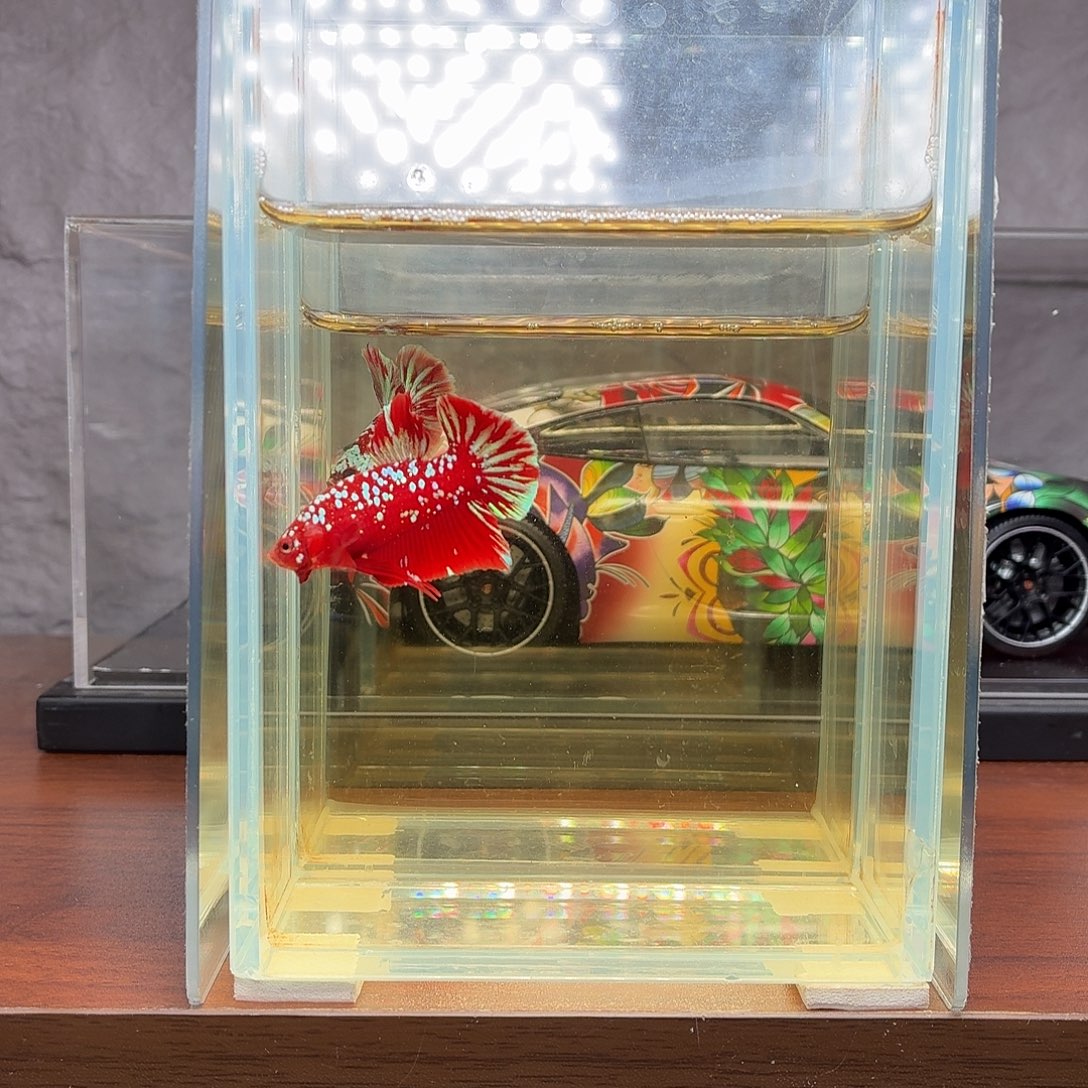 斗鱼彩金将军公鱼