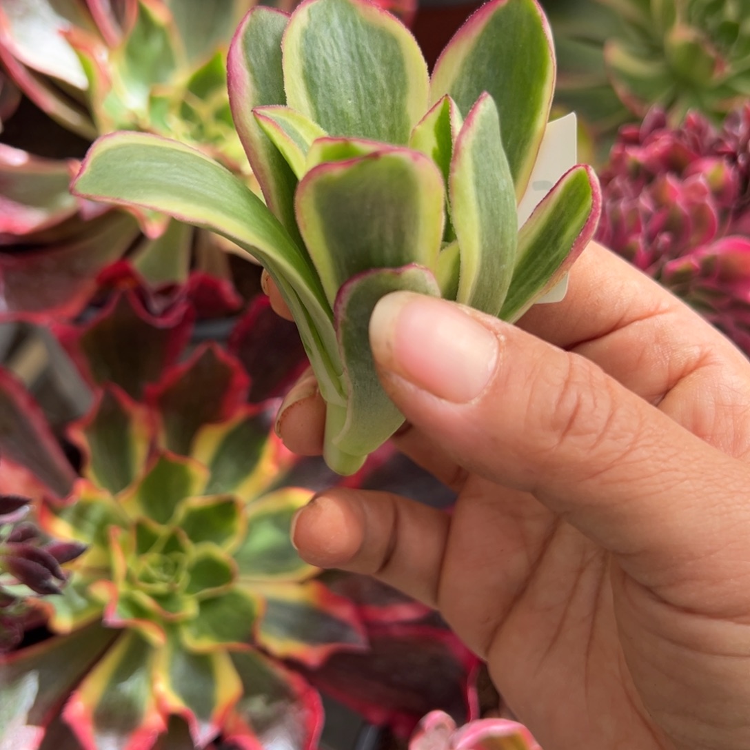 素***042凤穿牡丹多肉无根