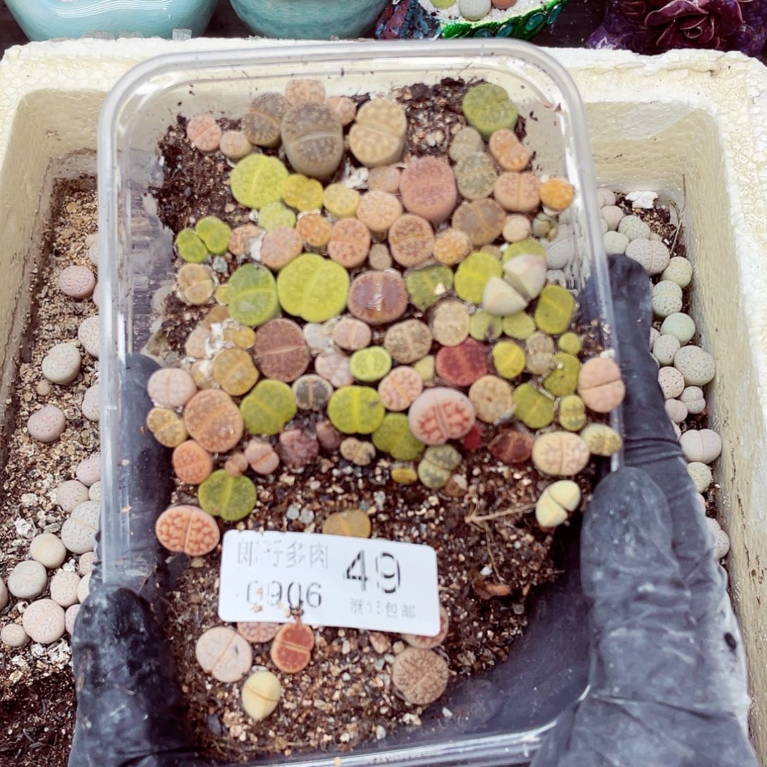 生石花18包邮0906-49