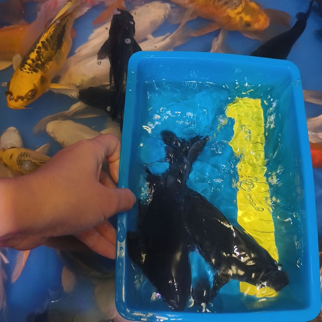 蝴蝶鲤鱼蝴蝶鲤墨蝶2条