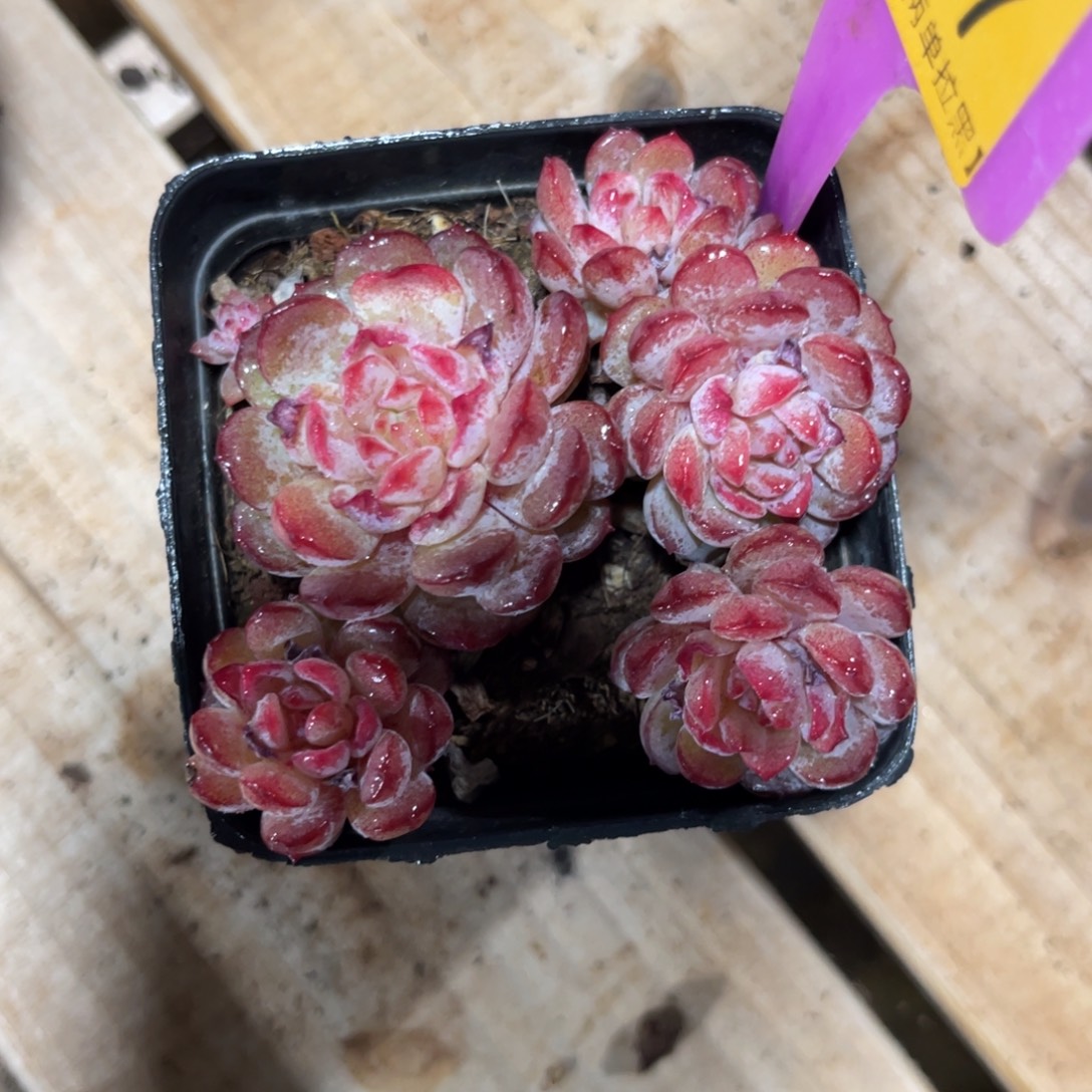 1***觉云尘多肉一物一拍不包整867