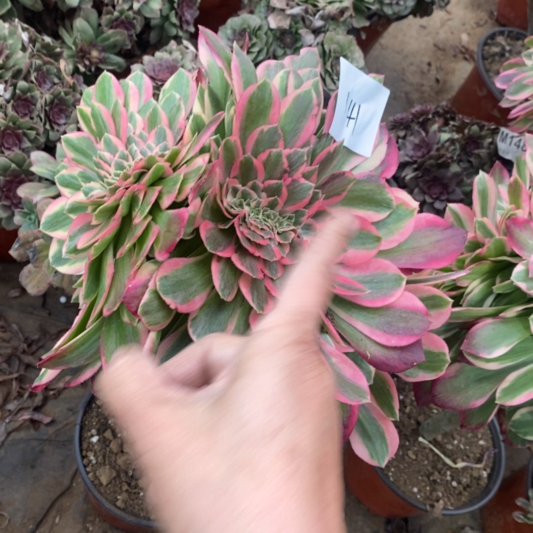 141不认识缀多肉植物掰了发