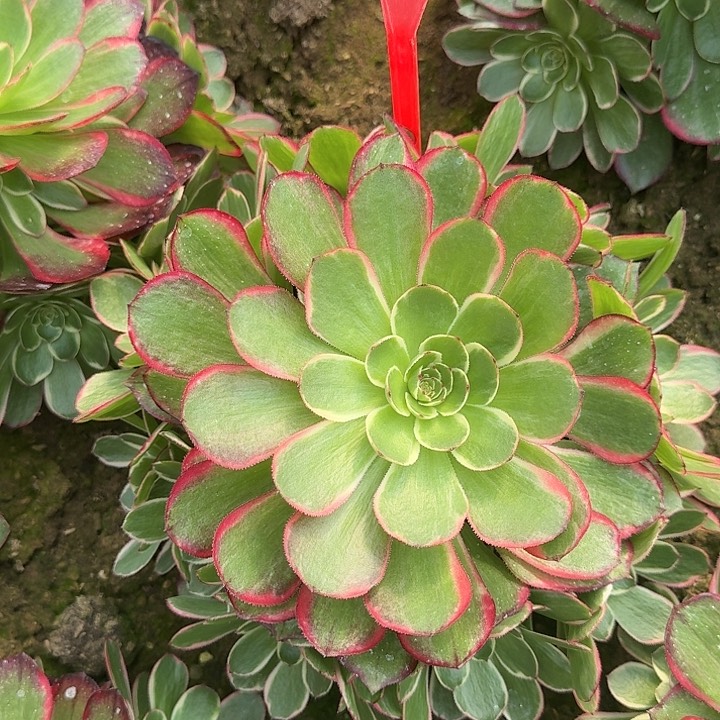 4-119粉花妖多肉法师