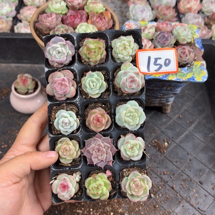 精品多肉直播一物一拍150