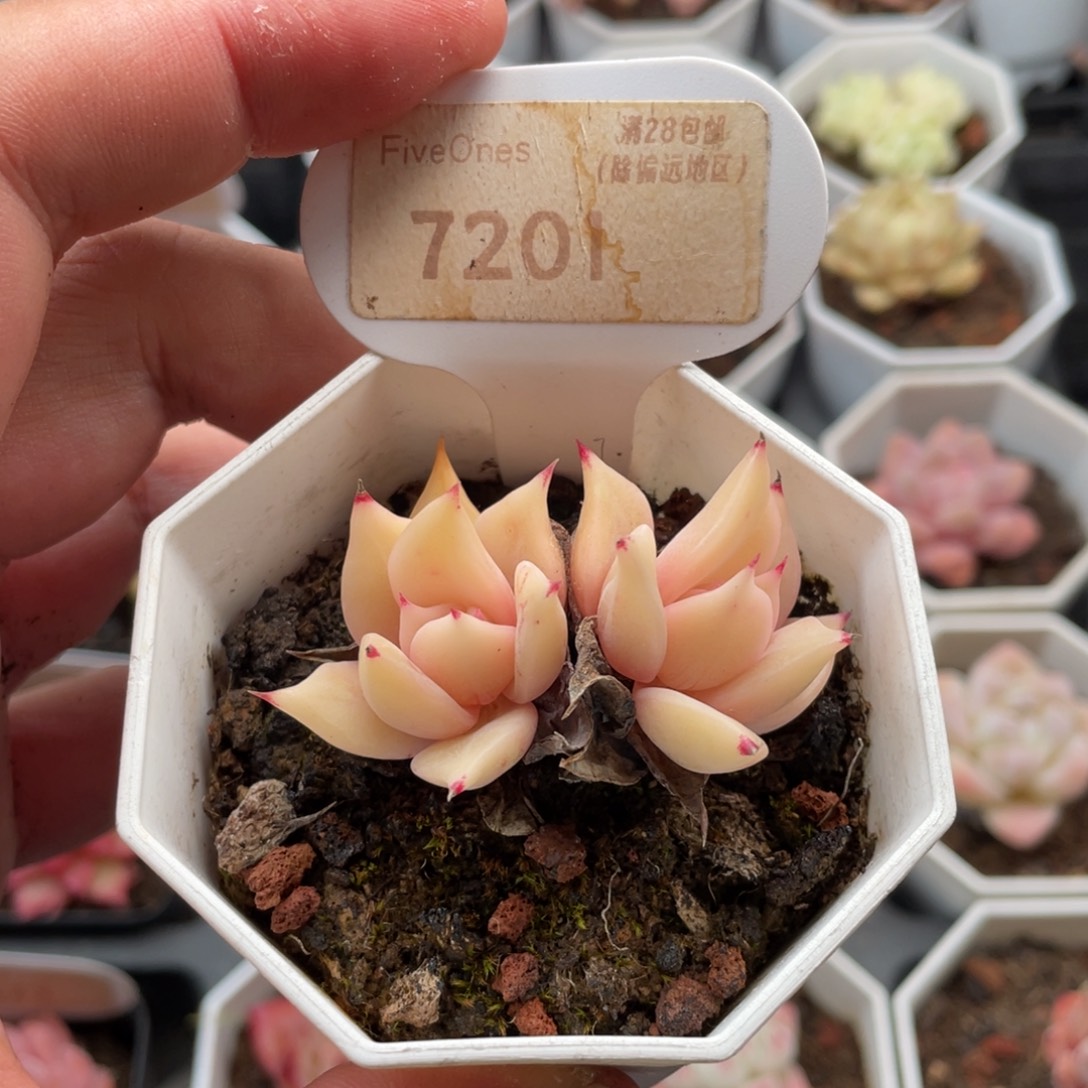 饺子皮7201-5.5厘米