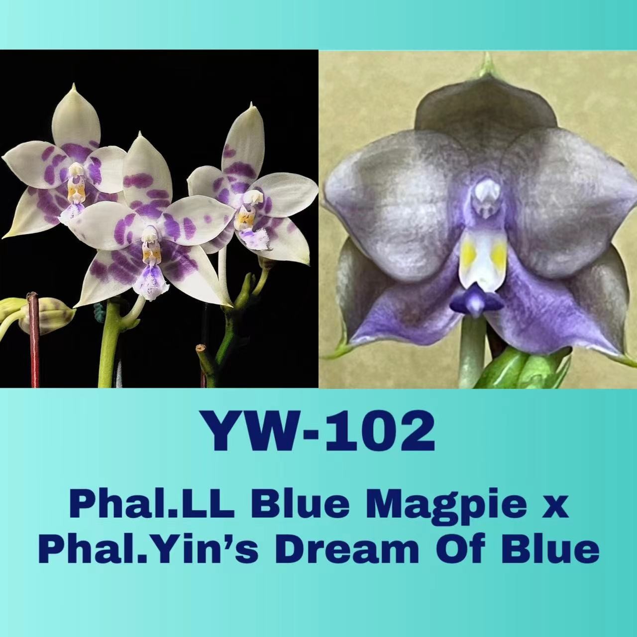 【寄养到9月份发】1.7寸 yw102蓝喜鹊交蓝梦想-苗 寄养 趣味兰