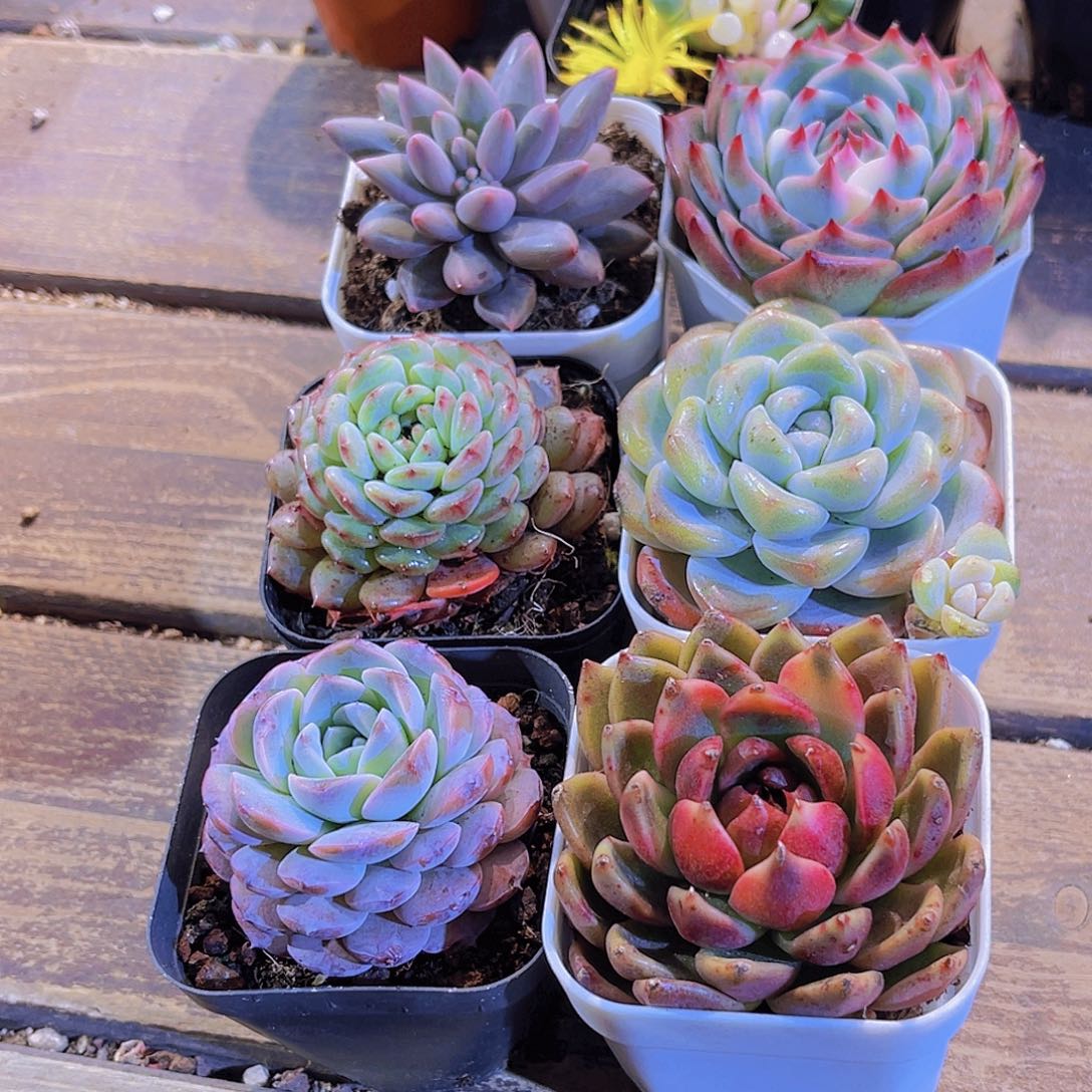 如图六盆1111111111111