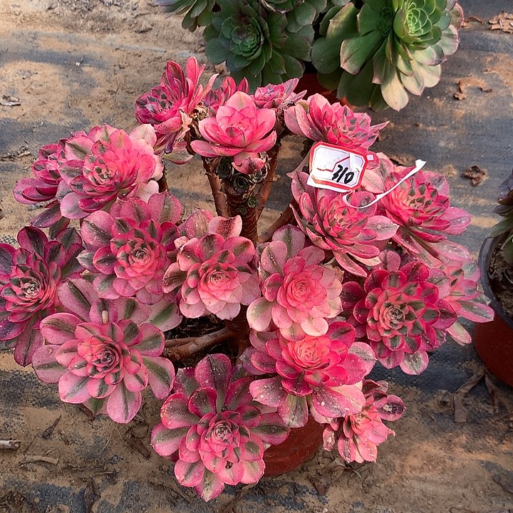 架节荔枝多肉植物310